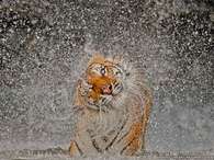 Foto de tigre em 'explosão de água' vence concurso da NatGeo