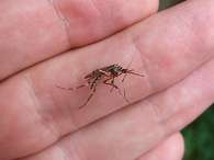 Segundo cientistas, chuvas tropicais no último ano favoreceram a multiplicação dos mosquitos Foto: Darrin OBrien / University of Florida / BBCBrasil.com
