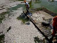 A mortandade de peixes já é a segunda maior da história na lagoa Foto: AFP
