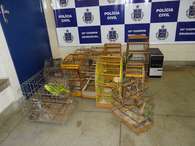 Ao todo, 13 aves foram encontradas durante operação na manhã desta terça-feira Foto: Wilker Porto / vc repórter