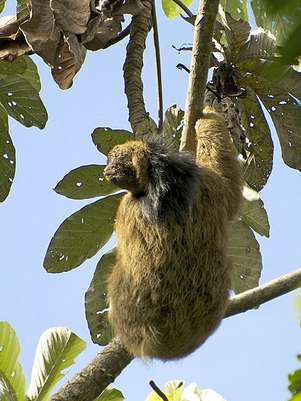 Entre os mamíferos brasileiros com as posições mais altas no ranking está o bicho-preguiça Foto: BBCBrasil.com