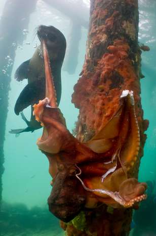 A foca faminta consegue morder e arrancar parte dos tentáculos do polvo Foto: The Grosby Group