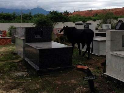 Bois e vacas comem mato que nasce em volta dos túmulos Foto: Felipe Gomes / vc repórter