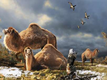 Ilustração como seriam os camelos gigantes Foto: EFE
