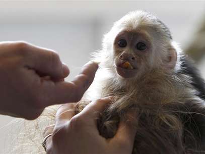 Mally, macaco de estimação do cantor Justin Bieber Foto: Michaela Rehle / Reuters