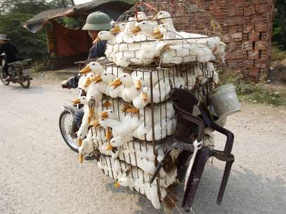 Homem carrega gaiolas repletas de patos em uma motocicleta em Hanói, no Vietnã. O país baniu a importação de aves domésticas da China Foto: Reuters