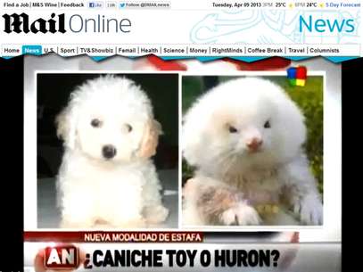 À esquerda um poodle toy verdadeiro e, à direita, o furão que recebeu esteroides Foto: Reprodução