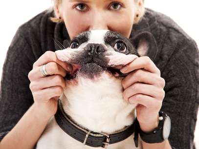 Higienizar os dentes do animal e fazer a limpeza de tártaro garante que os dentes sejam mantidos durante a vida toda Foto: Shutterstock