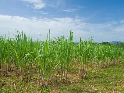 Setor sucroalcooleiro tem perdido competitividade no Brasil Foto: Shutterstock