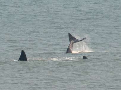 Em imagens de 2011, baleias se aproximam da costa em Santa Catarina Foto: Fabricio Escandiuzzi / Especial para Terra