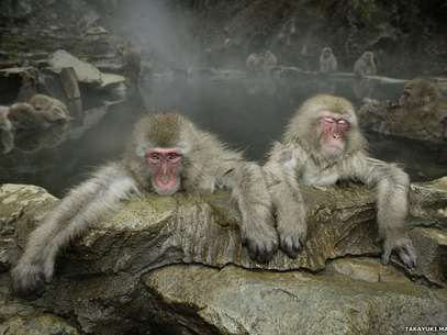Os fascinantes retratos de Maekawa mostram os animais nos mínimos detalhes. Esses macacos-japoneses, os primatas não-humanos que mais vivem ao norte do mundo, estão tomando banho em águas termais em uma floresta montanhosa no Japão. (Macaco-japonês, Jigokudani, novembro de 2003) Foto: Takayuki Maekawa/Steven Kasher Gallery / Divulgação