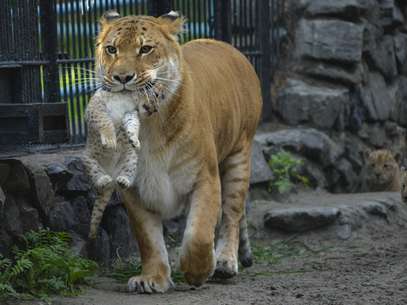 Em setembro de 2012, o zoo já havia se tornado o primeiro lugar do mundo a dar origem a "leligres".- Foto: AP