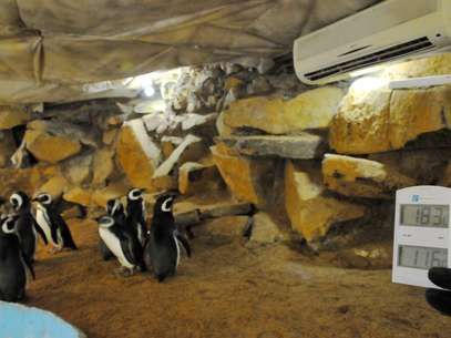 Recinto dos pinguins é aquecido em Gramado Foto: GramadoZoo/Halder Ramos / Divulgação