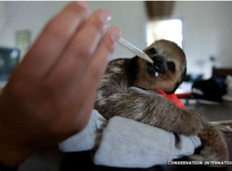 Os bebês preguiça têm que ser alimentados com conta-gotas Foto: BBCBrasil.com