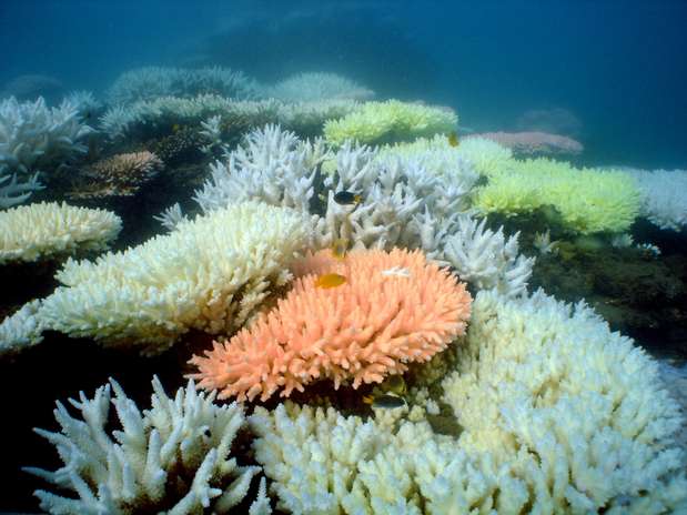 Cientistas estão peocupados com a extinção dos corais e consequentes prejuízos para a vida marinha Foto:  / AFP