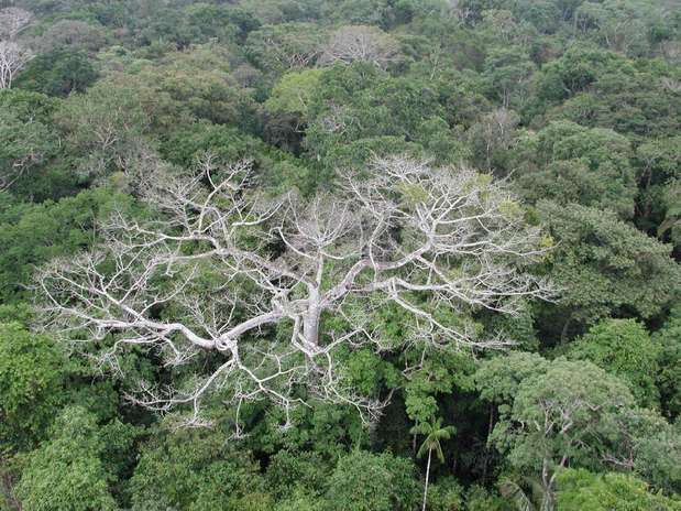 Imagem divulgada pela Nasa mostra os efeitos da seca de 2005, vistos até hoje na Floresta Amazônica Foto:  / Nasa