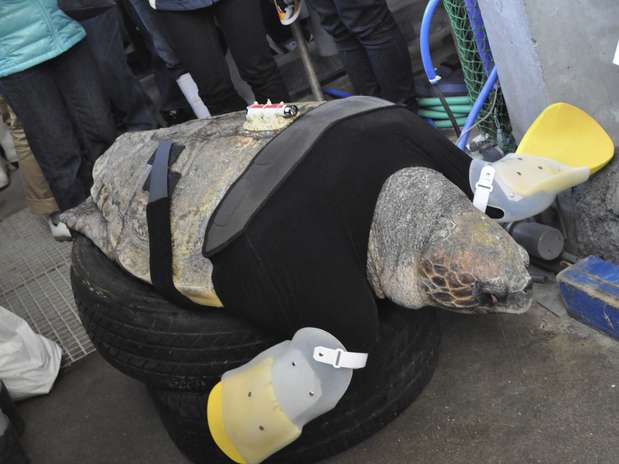 Crowe está entre o número recorde de tartarugas marinhas resgatadas atordoadas pela água gelada dos Estados Unidos Foto: Reuters