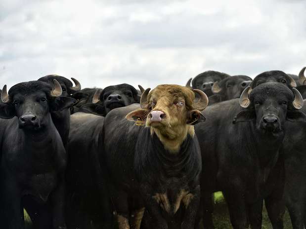 B&uacute;falos da ra&ccedil;a Murrah em semi confinamento na fazenda das Palmeiras, em Boituva (SP) Foto: Fernando Borges / Terra