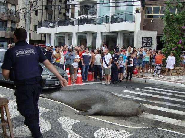 Curiosamente, o animal atravessou a avenida pela faixa de segurança Foto: Prefeitura de Balneário Camboriú / Divulgação