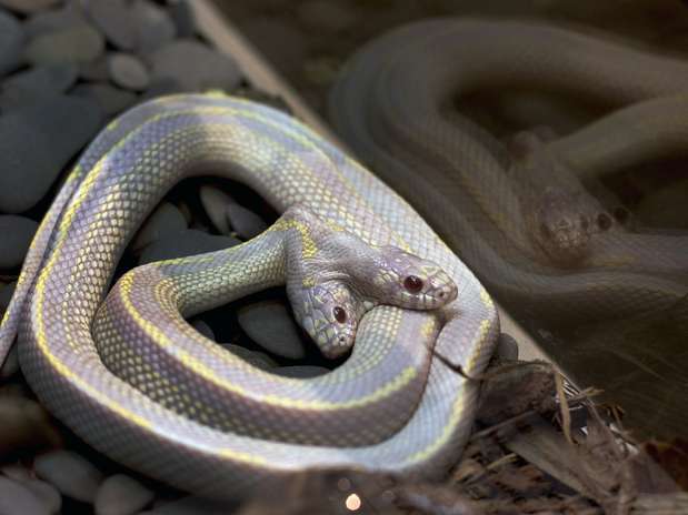 A chance de ocorrência de uma cobra com duas cabeças é de uma e um milhão  Foto: AFP