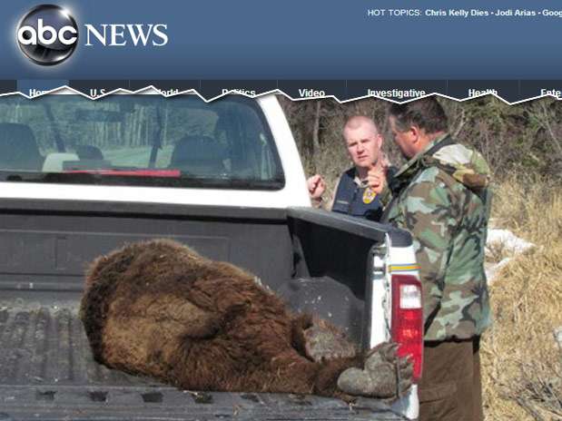 Imagem mostra o urso após ser abatido  Foto: Laura Burke/ABC / Reprodução