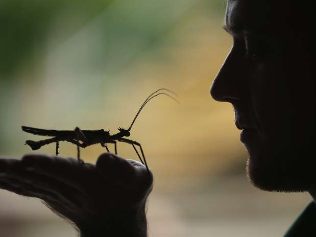 Organização sugere que população coma insetos Foto: Dan Kitwood / Getty Images