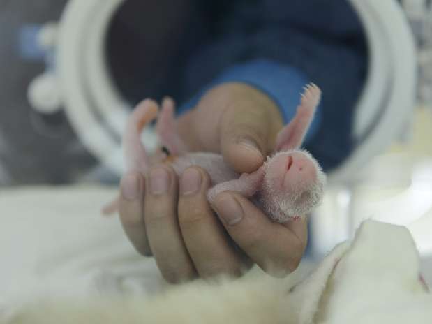 A panda-gigante Hai Zi deu à os primeiros gêmeos da espécie nascidos neste ano em todo o mundo Foto: Reuters