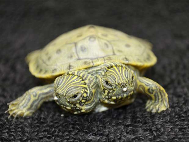 tartaruga-duas-cabecas-thelma-louise-ap.