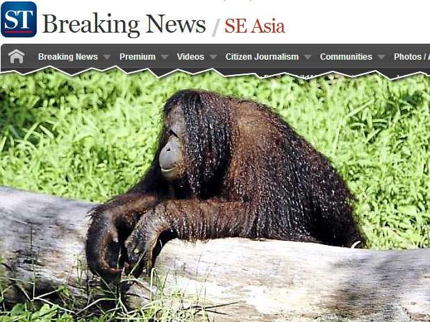 Jackie pesa aproximadamente 100 quilos, o dobro do peso de uma fêmea adulta da espécie Foto: The Straits Times / Reprodução