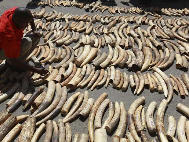 No dia 3 de julho, 1,5 tonelada de marfim foi descoberta em outro contêiner destinado à Malásia Foto: Reuters