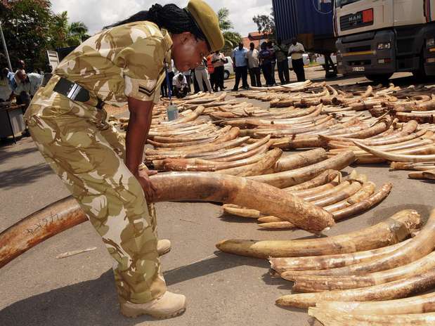 Cerca de 3,3 toneladas de marfim foram apreendidas no porto de Mombasa, no Quênia Foto: AP