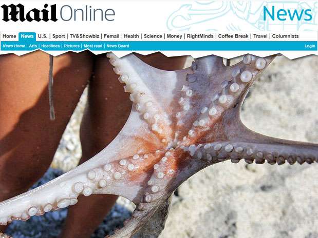 Grego registrou imagens do raro polvo de seis tentáculos antes de comê-lo; gosto era "normal" Foto: Daily Mail / Reprodução