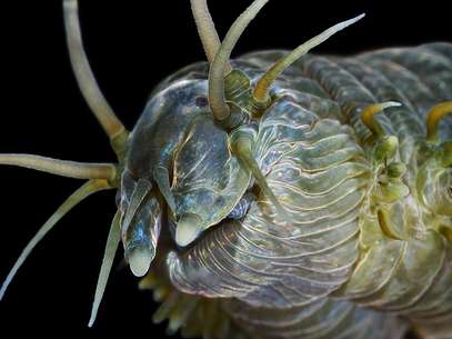 Para cientista e fotógrafo russo, animais do fundo mar parecem aliens para nós Foto: Alexander Semenov / Divulgação