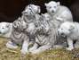 Filhotes de tigre e leão brancos são apresentados em zoológico de Hodenhagen, na Alemanha, na quarta-feira Foto: Reuters