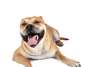 Foto: Shutterstock