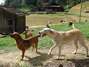 O ex-caminhoneiro Rogério da Silva cuida de 116 cães, que tem como filhos, em um rancho no município de Gaspar, em Santa Catarina Foto: Jaime Batista da Silva / vc repórter