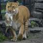 Filhotes de leão e ligre, 'leligres' nascem em zoológico na Rússia.
