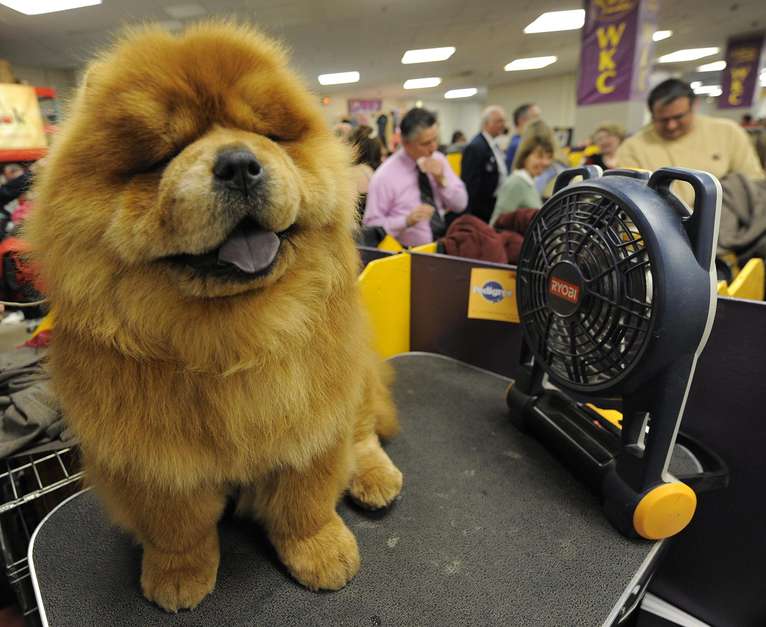 Akita japonés. Es la décima raza de perro más cara del mundo. Antiguamente, este perro fue usado para la cacería de osos en la región de Akita en Japón. Su precio va de entre los 1, 500 y 4 mil dólares. Foto: Reproducción