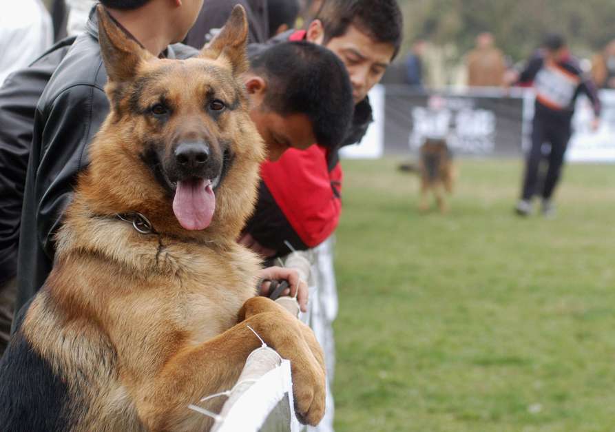 Akita japonés. Es la décima raza de perro más cara del mundo. Antiguamente, este perro fue usado para la cacería de osos en la región de Akita en Japón. Su precio va de entre los 1, 500 y 4 mil dólares. Foto: Reproducción