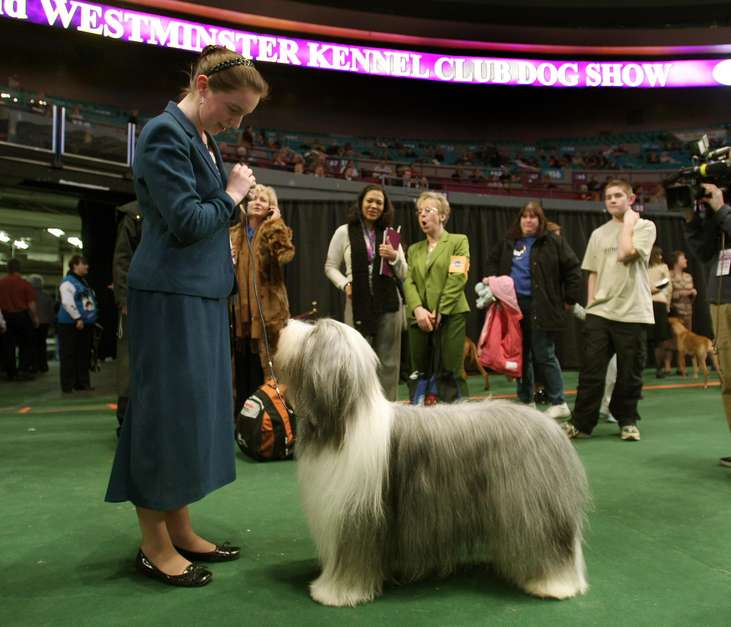 Akita japonés. Es la décima raza de perro más cara del mundo. Antiguamente, este perro fue usado para la cacería de osos en la región de Akita en Japón. Su precio va de entre los 1, 500 y 4 mil dólares. Foto: Reproducción