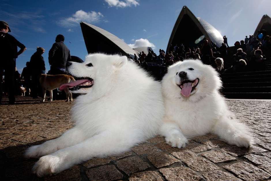 Akita japonés. Es la décima raza de perro más cara del mundo. Antiguamente, este perro fue usado para la cacería de osos en la región de Akita en Japón. Su precio va de entre los 1, 500 y 4 mil dólares. Foto: Reproducción