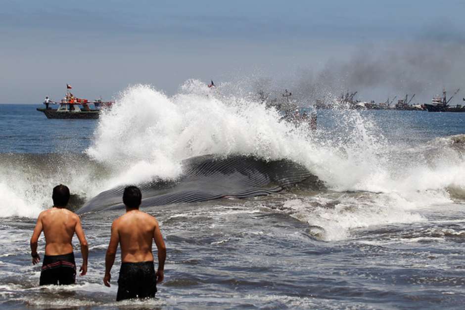 La Armada, el Centro de Rescate Marítimo de la Municipalidad de Iquique y la Sociedad Conservacionista Kaitieki. Foto: Aton