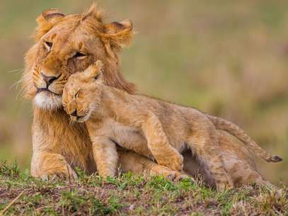 Fotógrafo registra o momento em que um leão brinca com seu "irmão" mais velho, no Quênia Foto: The Grosby Group