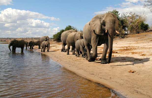 Delta do Okavango, Botsuana: com uma área de natureza preservada de mais de 15 mil km², o Delta do Okavango combina savana com canais que formam ilhas habitadas por zebras, girafas, elefantes e hipopótamos, entre outros animais. O local mais indicado para avistar estes e muitos outros bichos é a reserva de Moremi, com uma impressionante biodiversidade que inclui mais de 500 espécies de aves Foto: Botswana Tourism