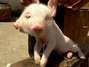 Porco nasce com duas faces na China; veja mutações incríveis