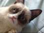 Confira os 10 gatos mais famosos da internet