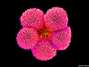 Fotos revelam cores e beleza de detalhes 'invisíveis' de flores