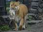 Filhotes de leão e ligre, 'leligres' nascem em zoológico na Rússia