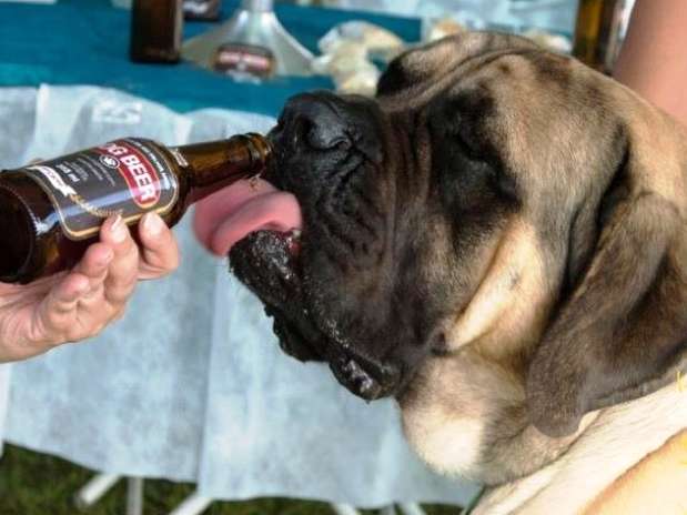 A Dog Beer  a primeira cerveja nacional especialmente desenvolvida para o paladar canino Foto: Divulgao