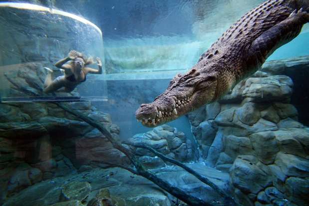 Crocosaurus Cove, Austrália: no coração da cidade australiana de Darwin, o Crocosaurus Cove é um parque temático voltado para crocodilos e outros répteis da Austrália. A atração mais conhecida é a Cage of Death (Jaula da Morte), onde os visitantes ficam cara a cara com crocodilos dentro dágua, separados apenas por uma caixa de acrílico. Animais em exibição, um aquário e um santuário de tartarugas também fazem parte da diversão para os menos corajosos Foto: Divulgação